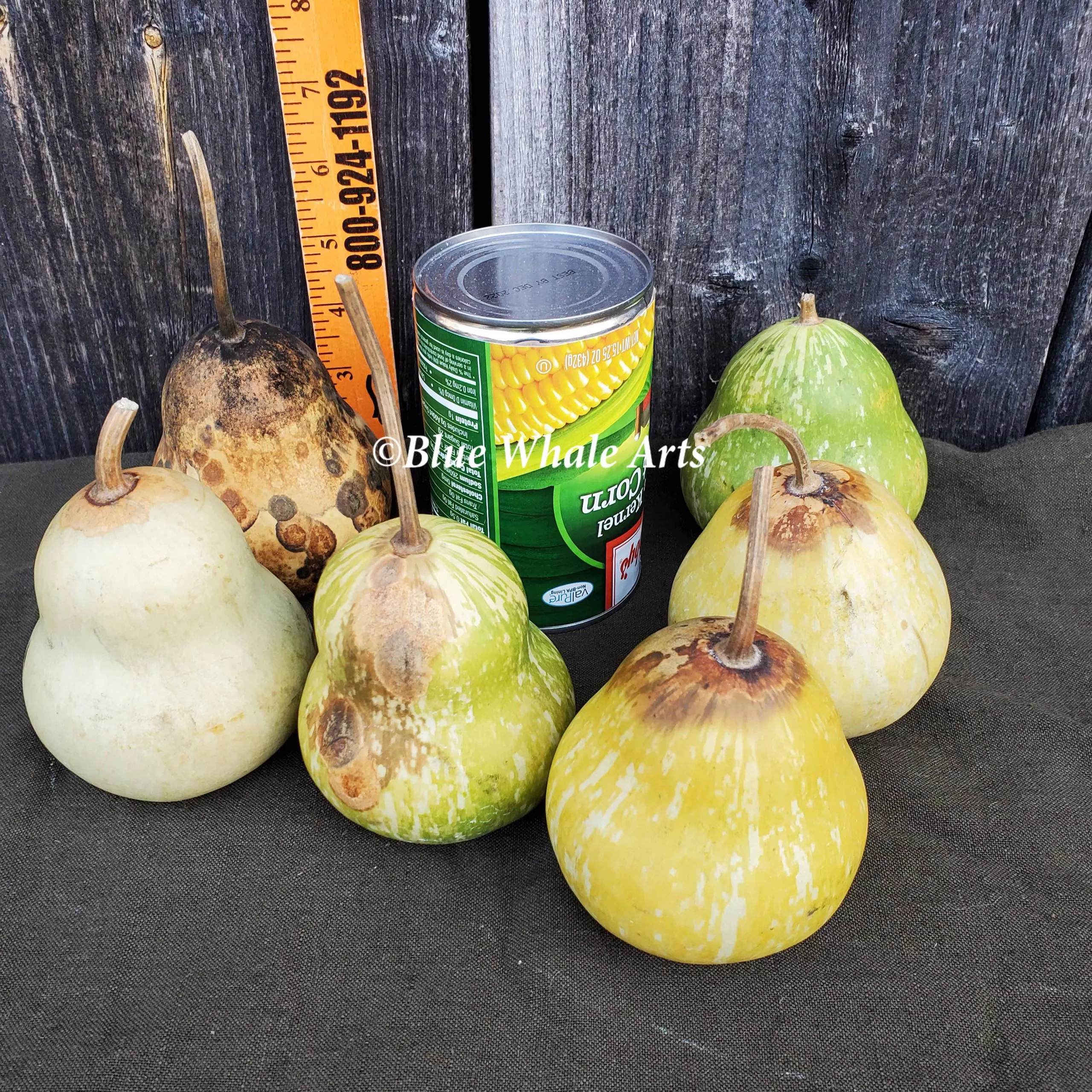 Gourd Seeds – 4″ Pear – 10 per package
