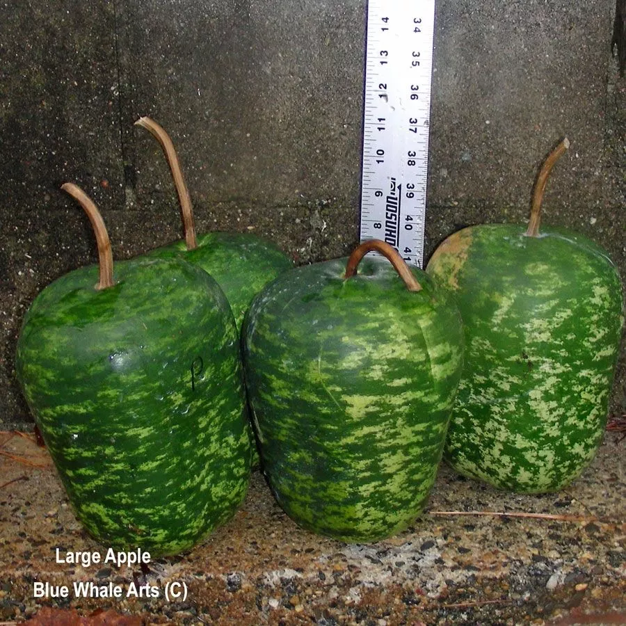 Gourd Seeds – Apple -Tall – 10 per package