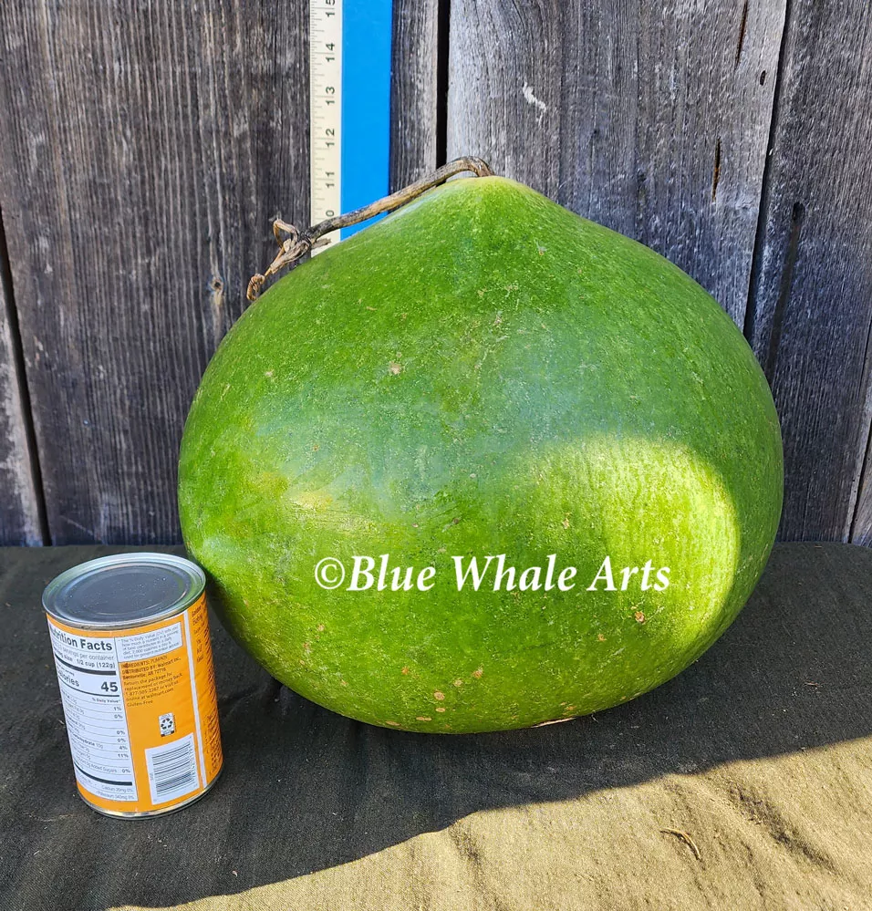 Gourd Seeds – Green Drum – 6 per package