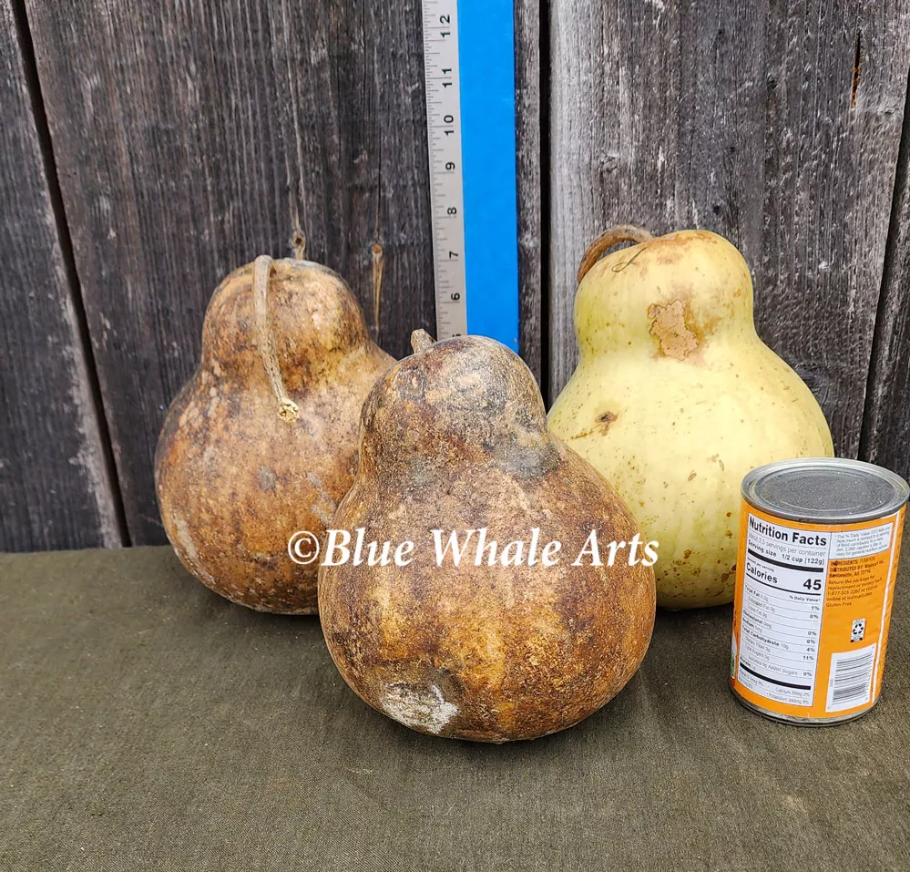 Gourd Seeds – Medium Chinese Bottle – 10 per package