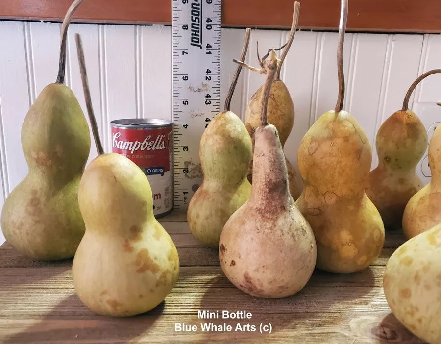 Gourd Seeds – Mini Bottle – 10 per package