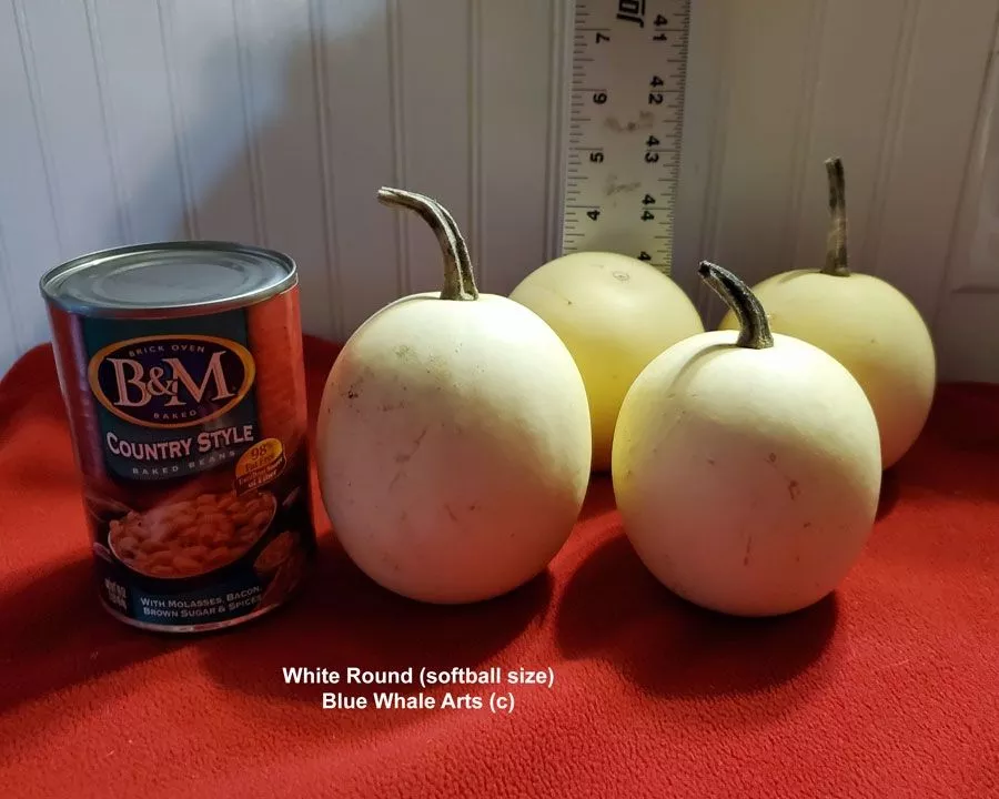 Gourd Seeds – White Round Gourd – 10 per package