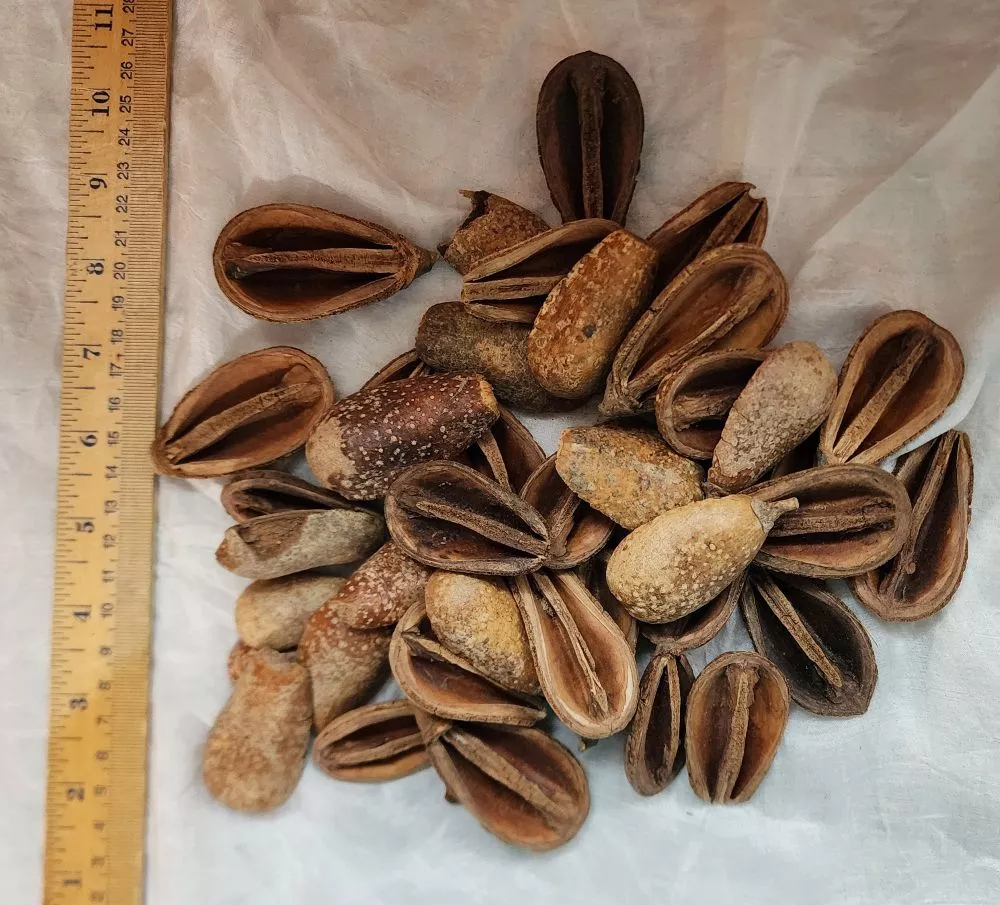 Pear Pods Natural 1/2 pieces – half Pound