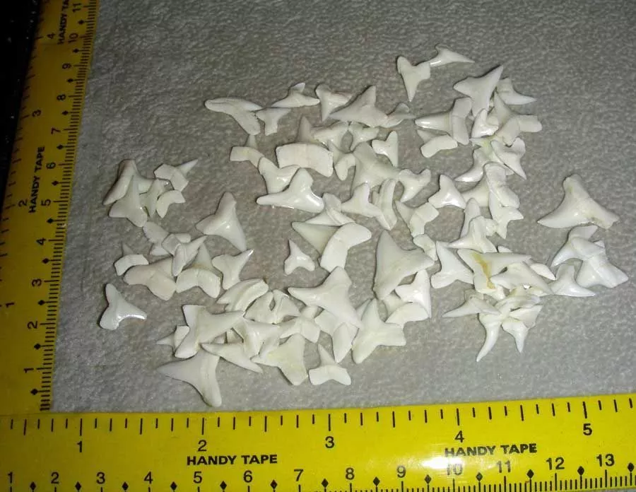 Shark Teeth – 100 teeth – see picture